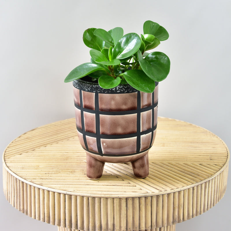 Peperomia in Linea Pot