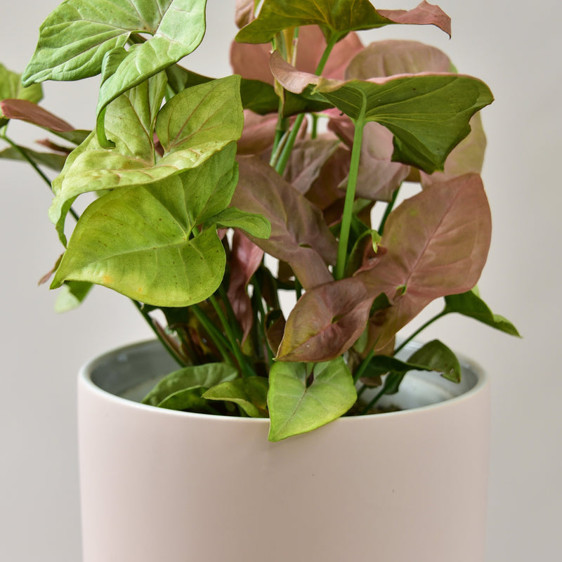 Syngonium Neon in Doric Pot